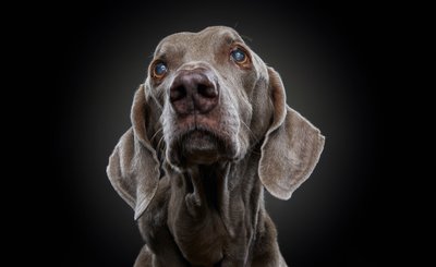 Older Dog Studio Portrait