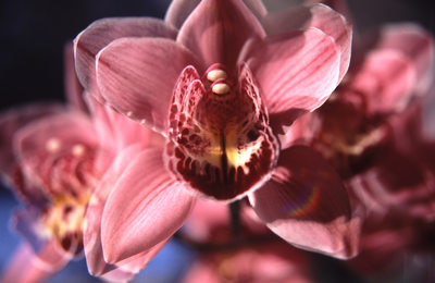 Denver photographer artistic image pink flower