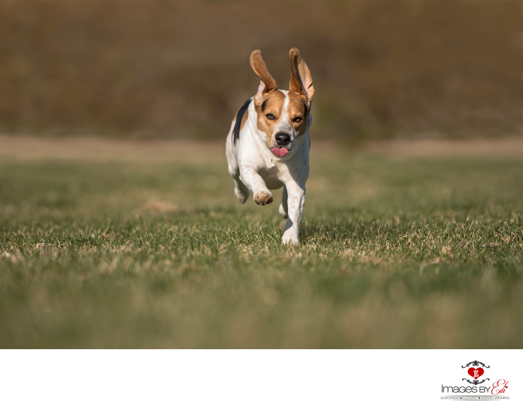 Photo of Beagle Boy | Las Vegas Pet Photographer | Vegas Pet Photography session | Images By EDI 