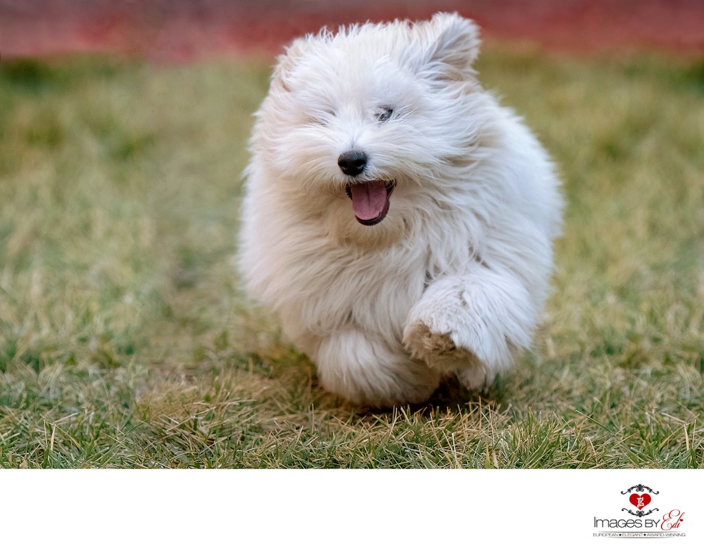 Las Vegas Pet Photographer | Dog Photography at home garden| Images By EDI | Watch Me Grow Photo Session | Photo of Coton de Tulear puppy running