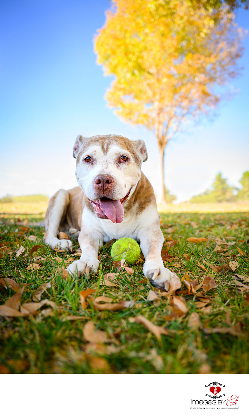 Las Vegas Senior Pet Photography | American Pit Bull Terrier | Fall Las Vegas Dog Photo session at the Park With Yellow Leaves | Images By EDI