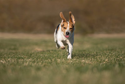 Photo of Beagle Boy | Las Vegas Pet Photographer | Vegas Pet Photography session | Images By EDI 
