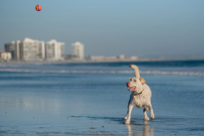 Las Vegas Pet Photographer | Photo of lab mix at San Diego playing in the ocean | San Diego Pet Photography | Images By EDI