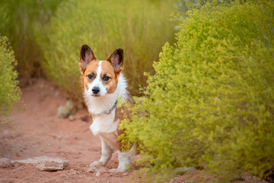 Las Vegas Pet Photographer | Corgi Picking Out From Behind the Bushes | Images By EDI