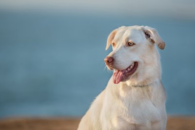 Las Vegas Pet Photographer | Photo of a white lab mix with yellow eyes  |Vegas Pet Photography | Images By EDI