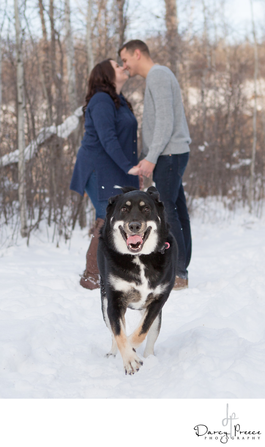 Dog excited engagement photos Edmonton