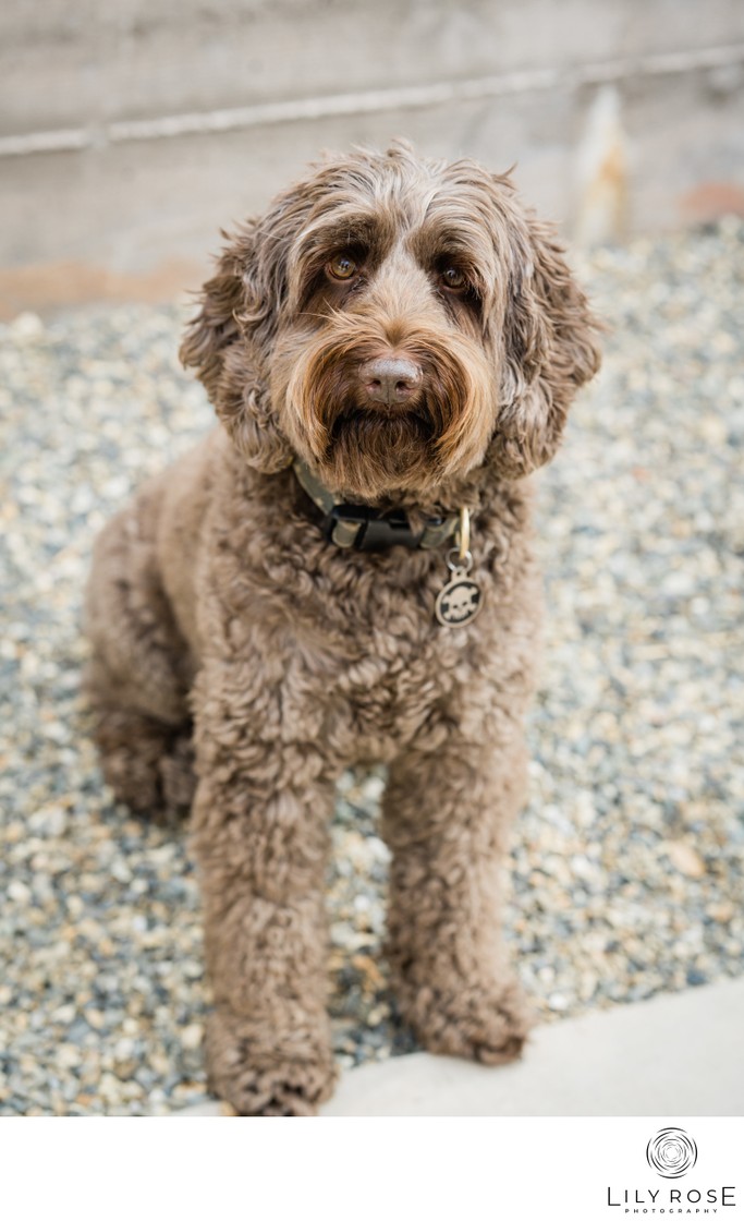 Pet Photographers Napa Valley Pet Photographers Napa Valley