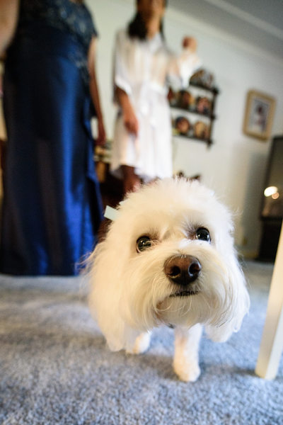 Doggie Details at weddings