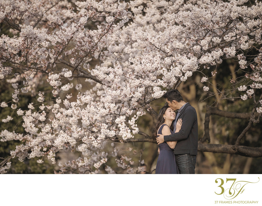 Tokyo Cherry Blossom Engagement Photography