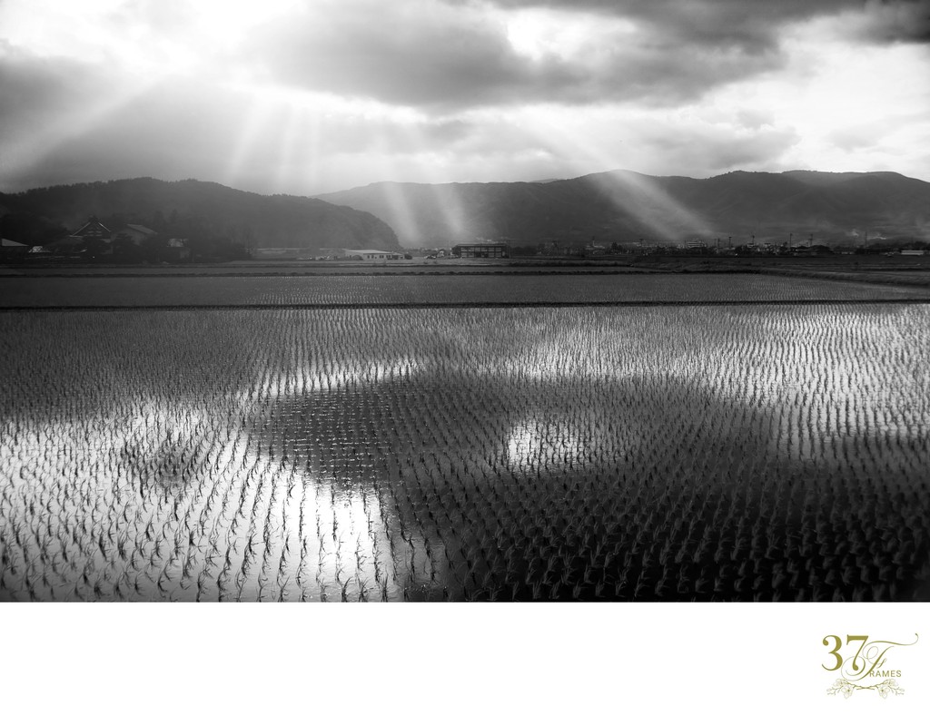 Sunbeams Over Japanese Rice Fields