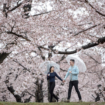 Cherry Blossoms in the Rain | Japan Engagement Photos