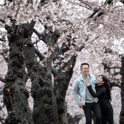 Hakodate Engagement Photographer | Cherry Blossoms