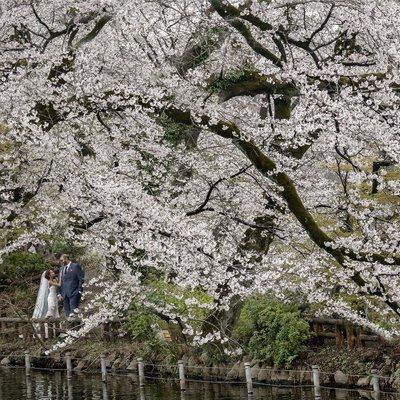 Eloping under Cherry Blossoms in Tokyo