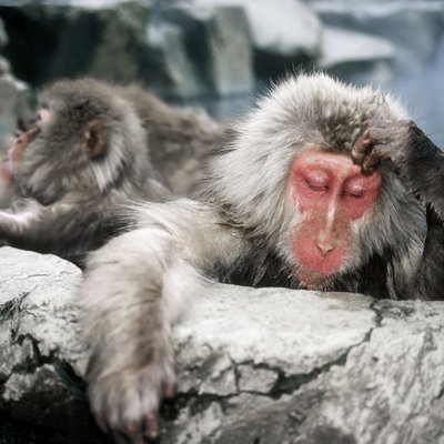 Snow Monkeys in Japan in the Hot Springs
