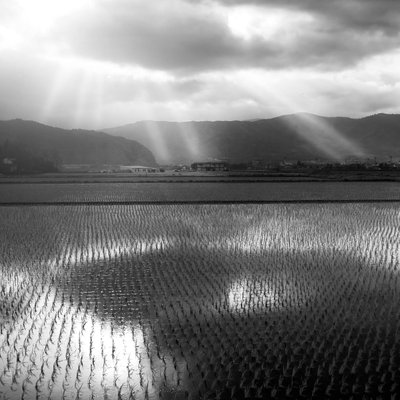 Sunbeams Over Japanese Rice Fields
