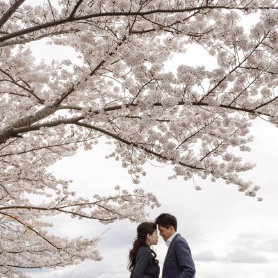 Kyoto Cherry Blossom Engagement Photos
