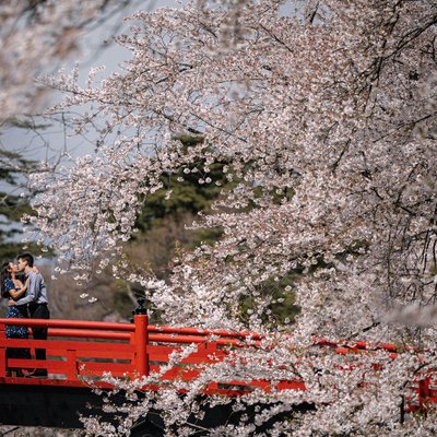 Romantic Cherry Blossom Proposal in Aomori
