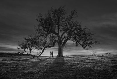 Sunset Engagement Portrait Couple Live Oak Tree