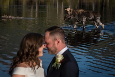 Wedding photo with moose at Sprague Lake