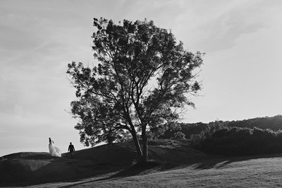 Fin svartvit landskapsbild med stort träd och brudpar