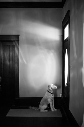 Groomsdog at Chandelier Grove Houston