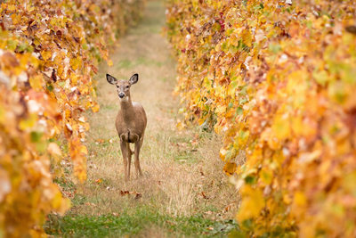 Whitetail doe in vineyard