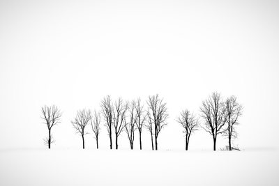 Lone trees in winter