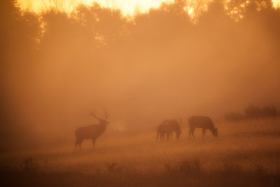 Elk at sunrise in dense fog