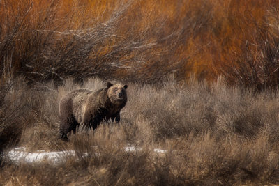 Grizzly Bear in Grand Teton National Park