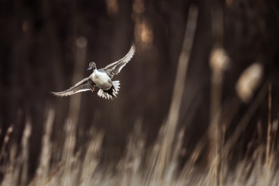 Northern Pintail in flight