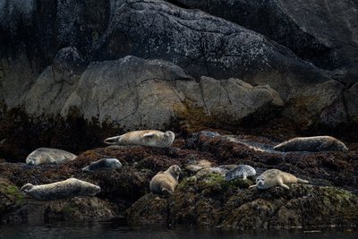 Harbor Seals on rocks