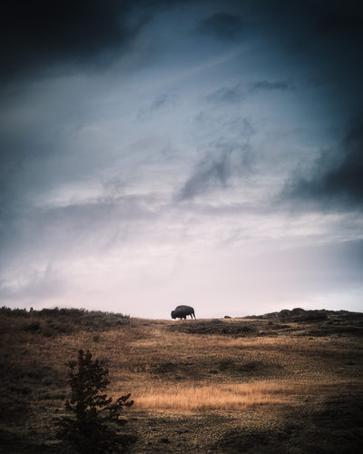 Lone bison grazing in Yellowstone