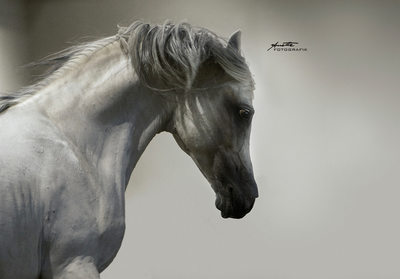 arabian horse photography