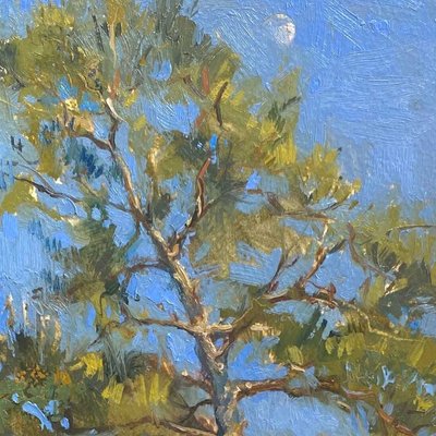 Waxing Moon over Pine