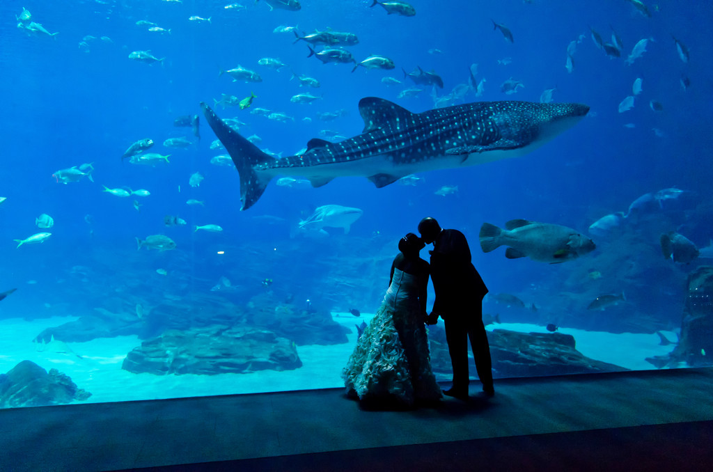Georgia Aquarium Atlanta Wedding Photographer couple kiss