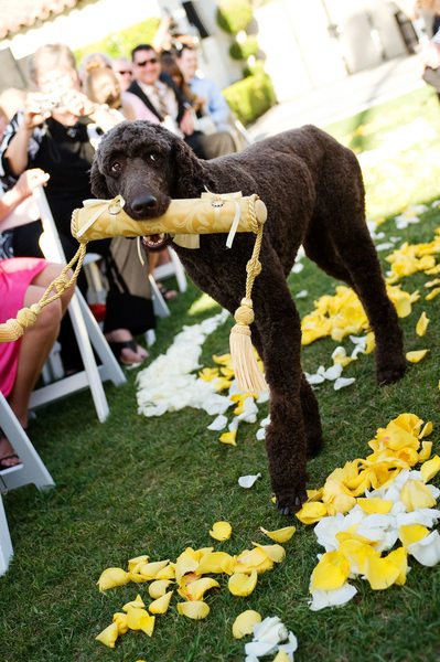 Dog in Wedding Ceremony - Los Angeles Wedding, Mitzvah & Portrait Photographer - Next Exit Photography