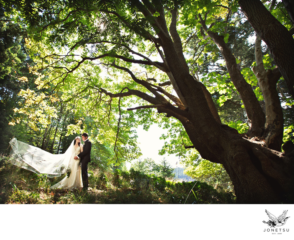 Wedding portrait Pender Island under giant tree