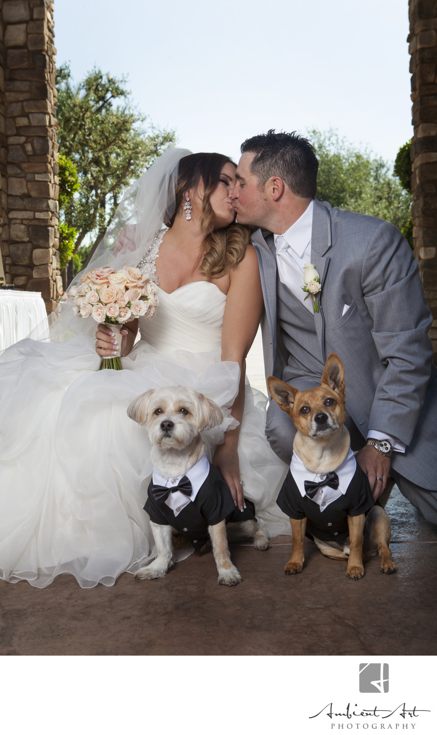 Wedding couple with their dogs 