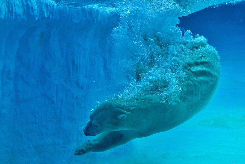 Inuka Male Polar Bear Inuka Male Polar Bear