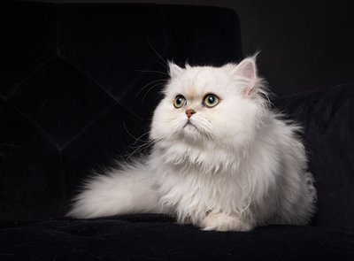Exquisite Cat Portraits in Arizona 