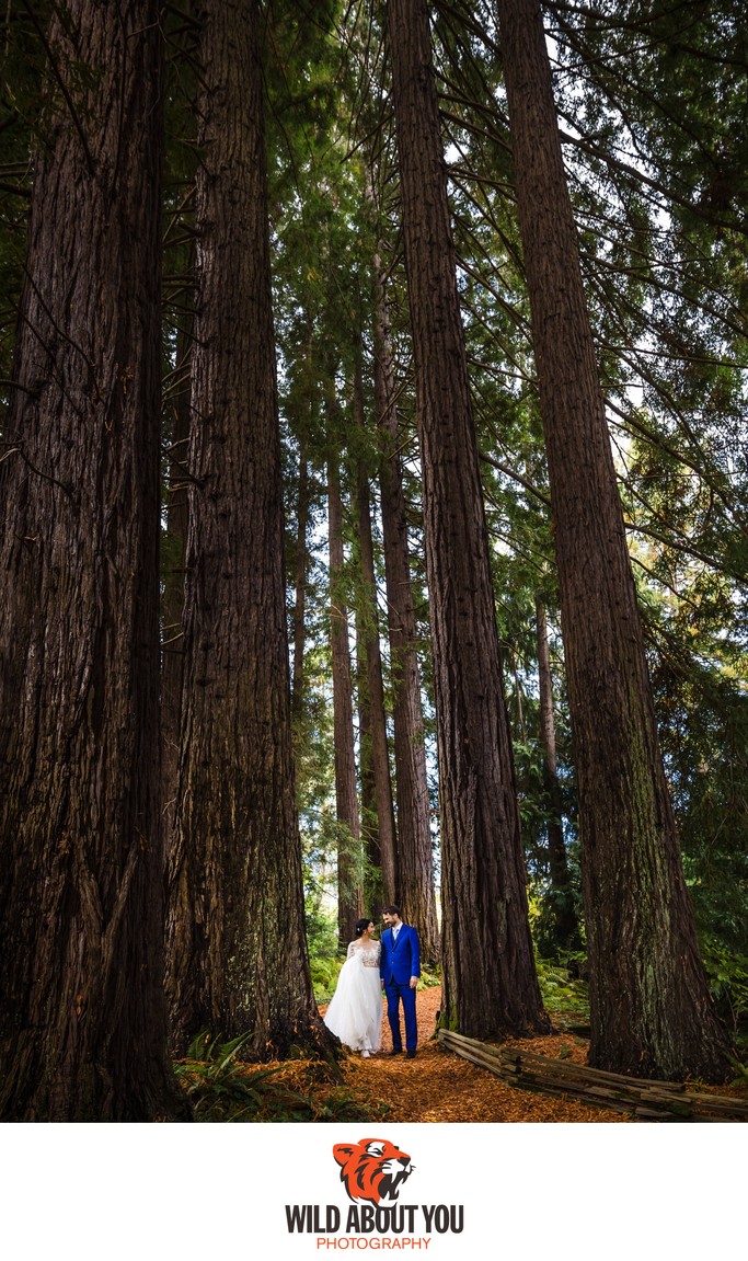 wedding photographers Berkeley redwoods