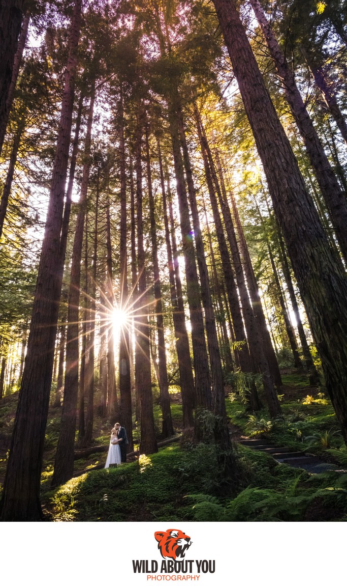Berkeley Redwoods Wedding Photographer Botanical Garden
