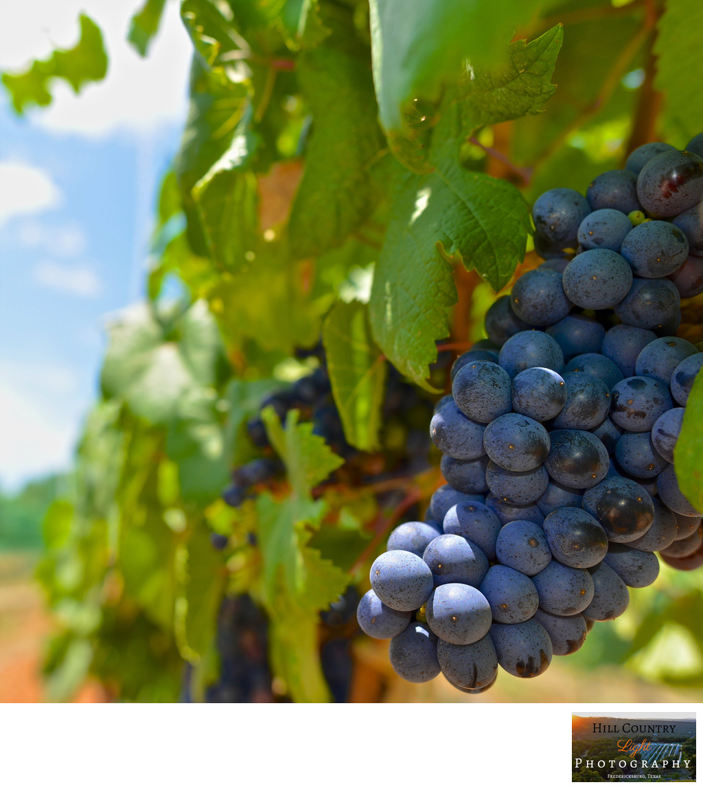 Tannat grapes William Chris Hye Estate Vineyard Hill Country Wine Harvest