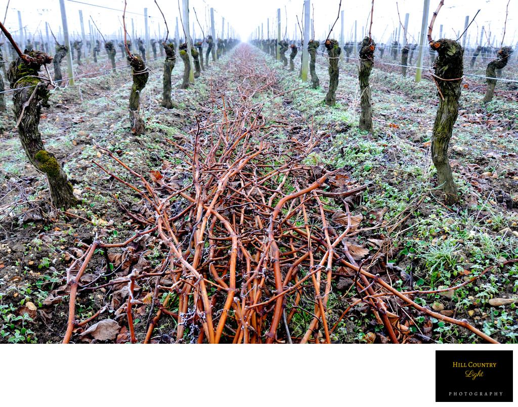 Pruning Cheval Blanc St Emilion Bordeaux World Class Vineyard