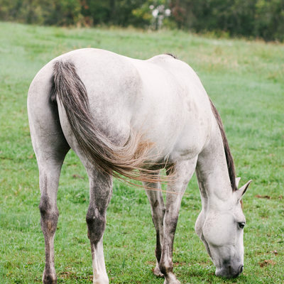 Gray Horse Grazing