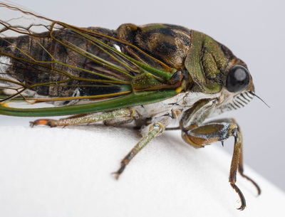 Macro Photograph of Michigan Cicada