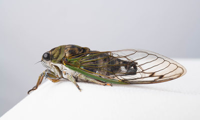 Michigan Cicada Photograph