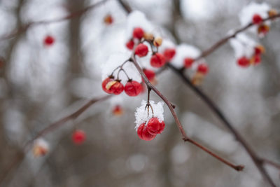 Bittersweet Berries in Winter