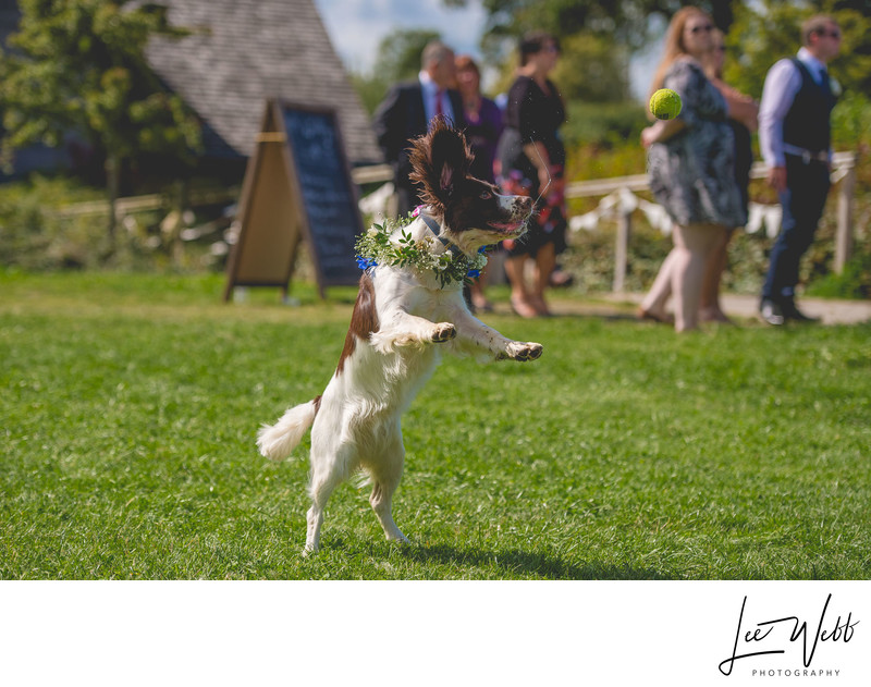 Dog Wedding Photography Worcestershire 