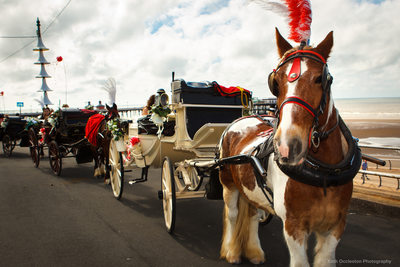 Wedding horse and carriages